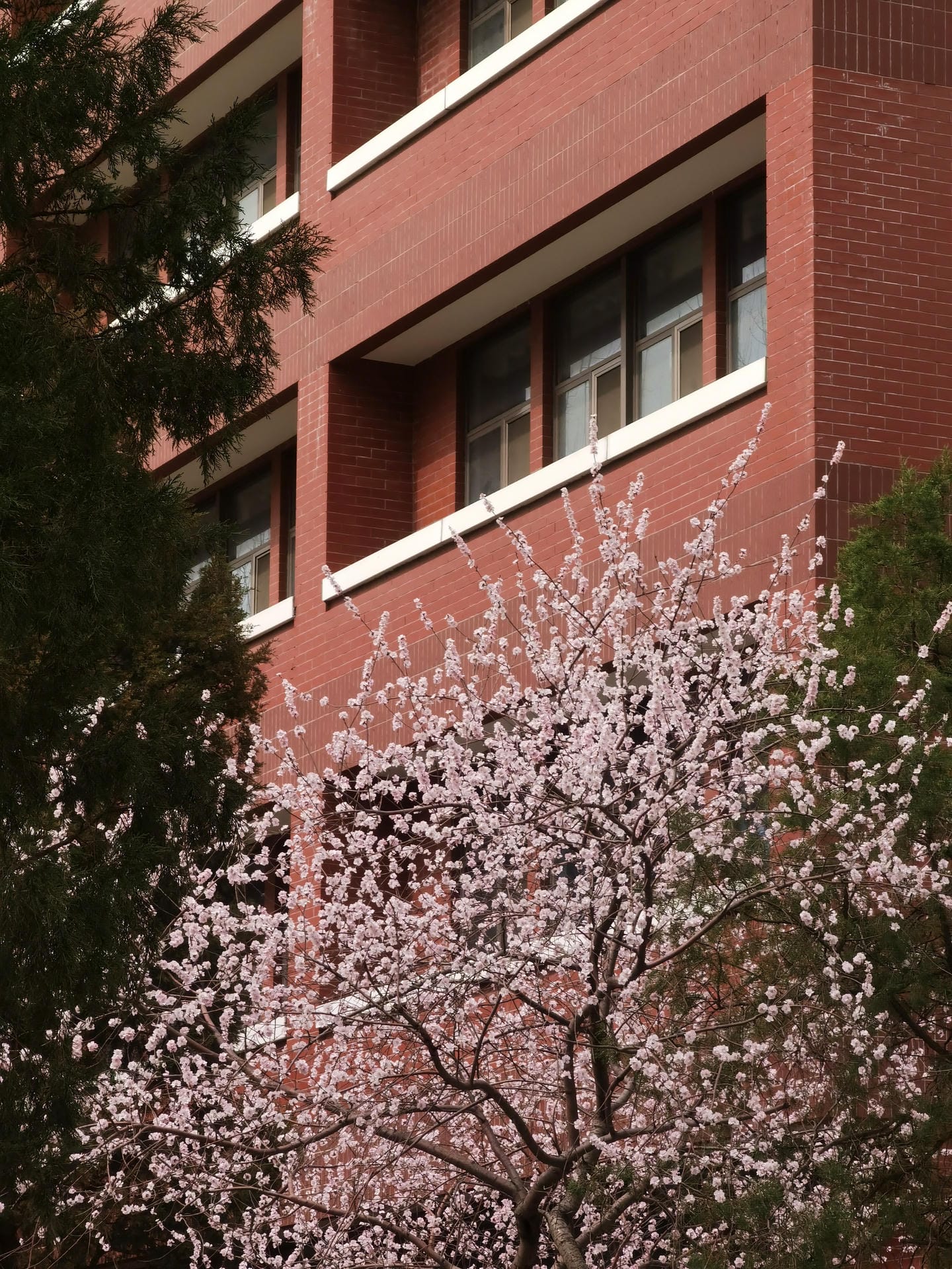 红墙和花