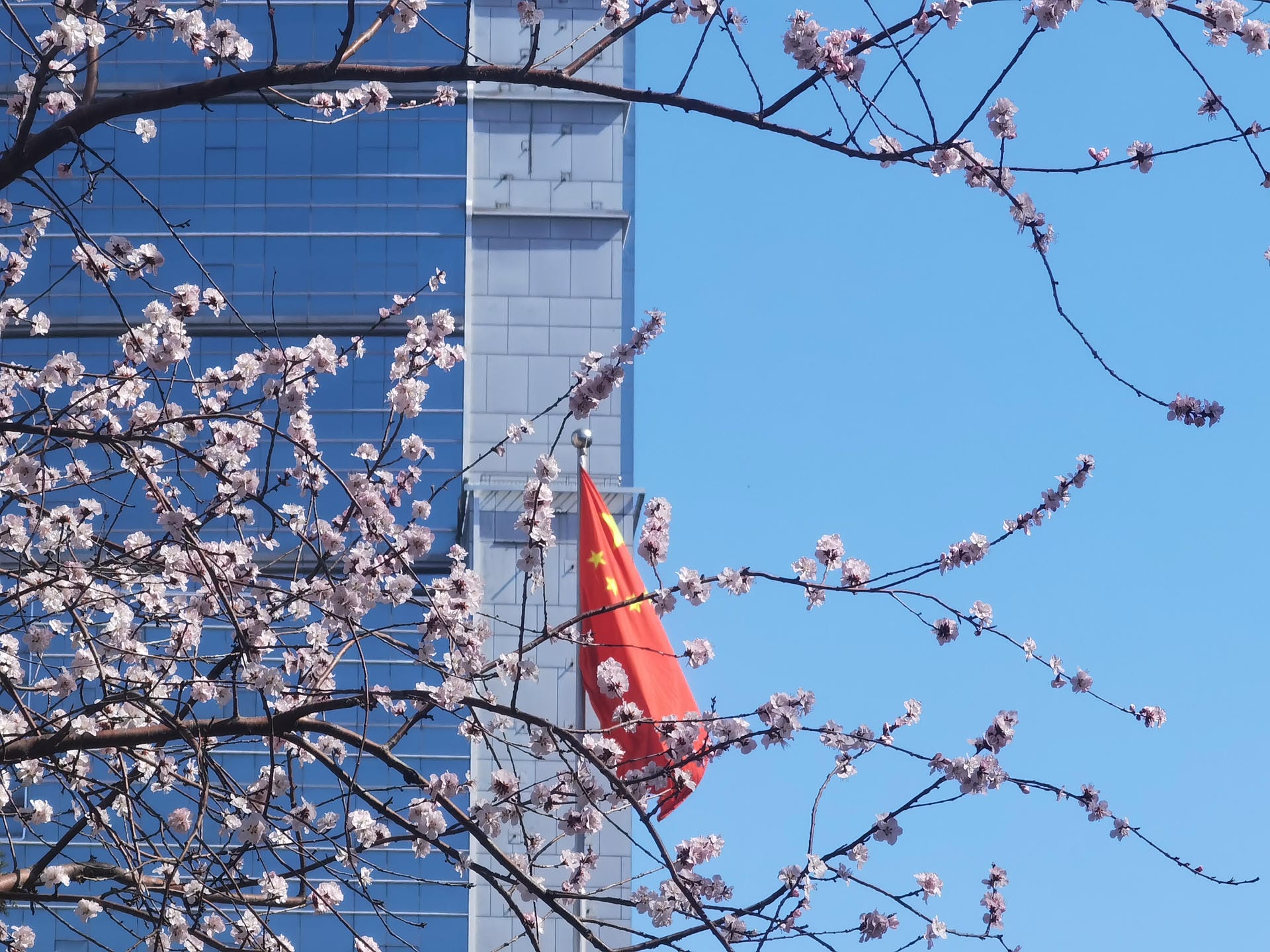 山桃和红旗