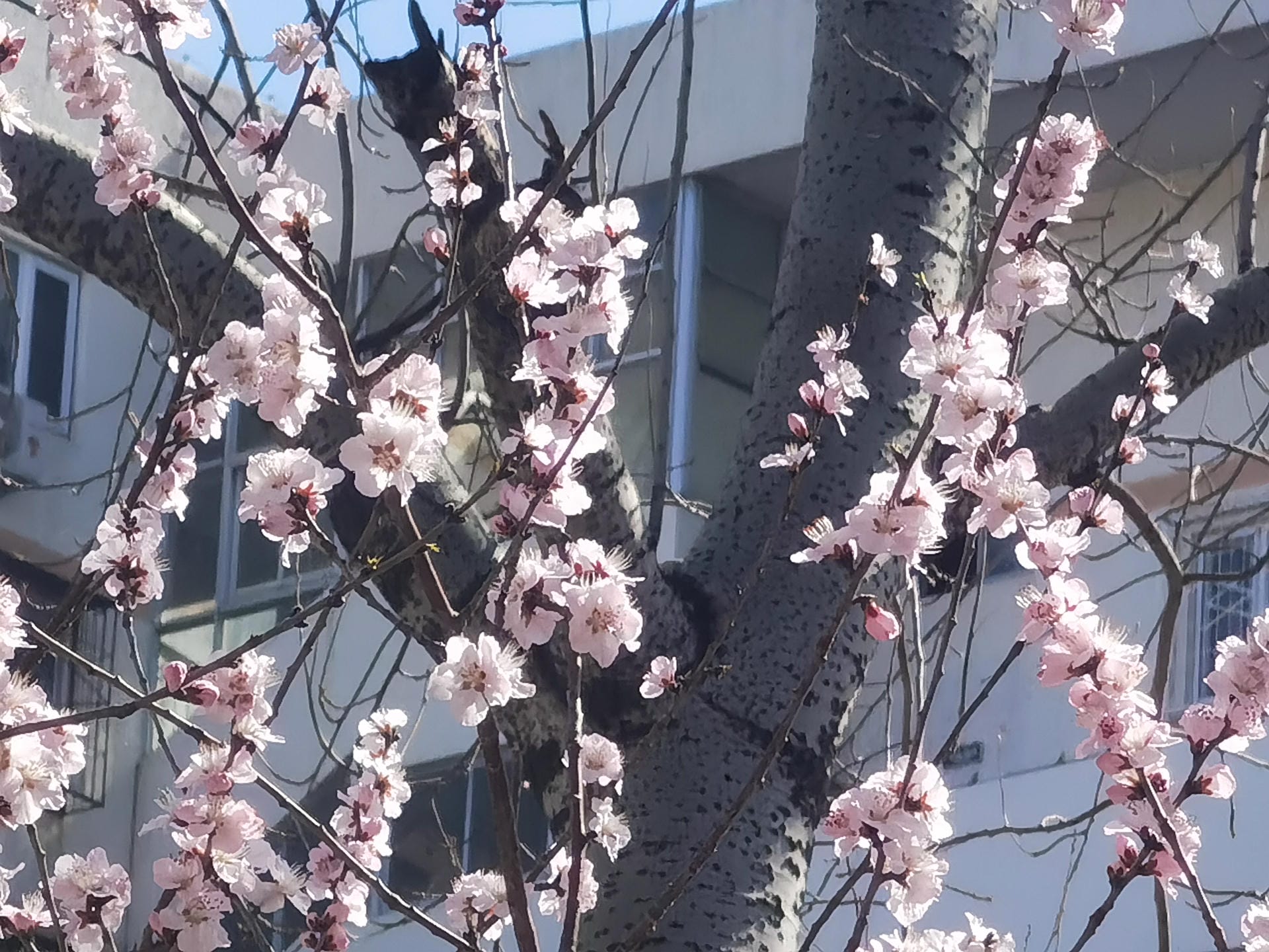 山桃花