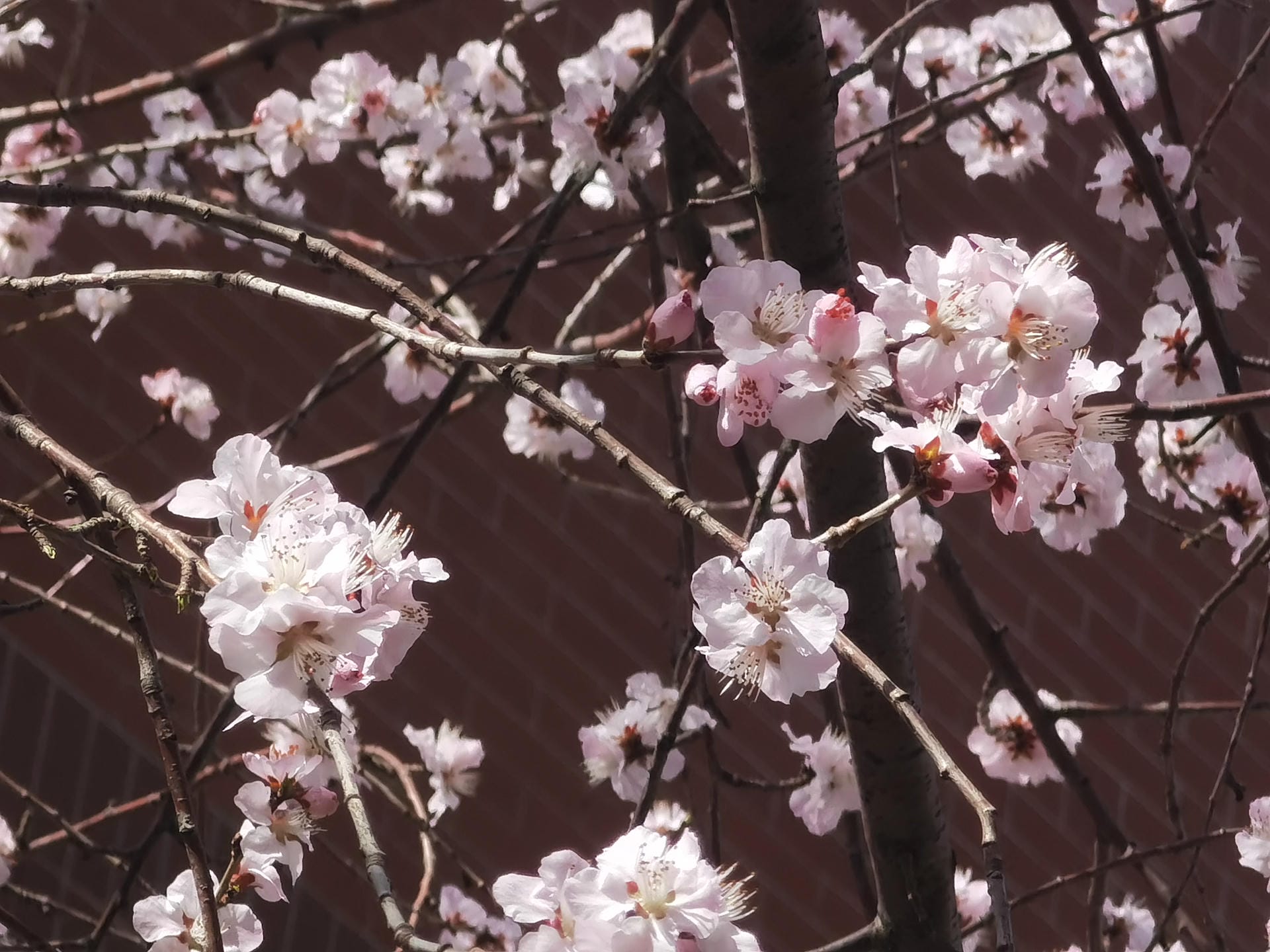 山桃花